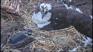 Great Bay Osprey  Rybołowy  Samiec z rybą  samica karmi maluszka 🐥🌹🍀🥚🌹🍀🥚🌹🍀 19052024 [upl. by Ssenav]