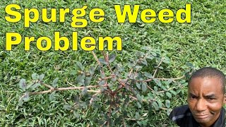 How to GET RID of SPOTTED SPURGE WEEDS and PROSTRATE SPURGE in Lawn [upl. by Elenahc628]