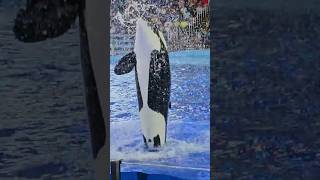 Orca Encounter SeaWorld San Antonio TX  Killer Whales Show  orca killerwhales seaworld [upl. by Roby]