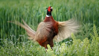 Bird sounds – Common pheasant Phasianus colchicus [upl. by Mendes]