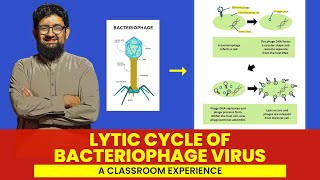 Lytic Life Cycle of Bacteriophage Virus  Hindi  Urdu [upl. by Acinorehs936]