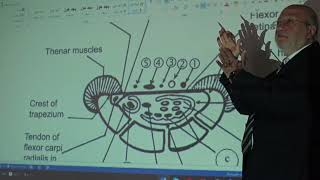 Anatomy of upper limb 67  Flexor retinaculum   by Dr Wahdan [upl. by Llertnom640]