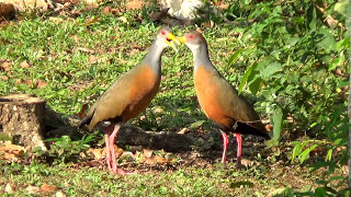 O CANTO em dueto da SARACURATRÃŠSPOTES ARAMIDES CAJANEUS GRAYNECKED WOODRAIL Vida no campo [upl. by Aitahs]