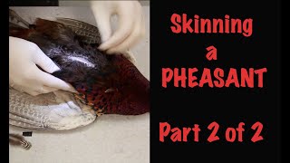 Pheasant TaxidermyHow to skin a Pheasant for Taxidermy Part 2 of 2 quotBODYquot [upl. by Anelagna823]