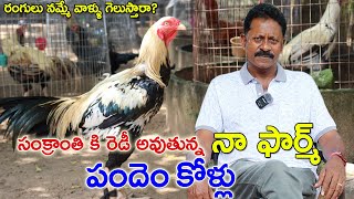 Bhimavaram Jathi Kollu  సంక్రాంతి కి రెడీ అవుతున్న పందెం పుంజులు  GP kolla Pempakam  Sankranthi [upl. by Soinski]