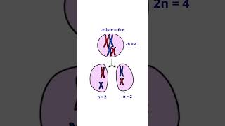 La Meïose Division Cellulaire Différente De La Mitose [upl. by Arne]