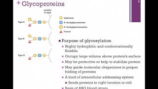 079Glycoproteins [upl. by Owades]