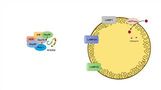 ChaperoneMediated Autophagy CMA  Selection Mechanism and Regulation [upl. by Rein]