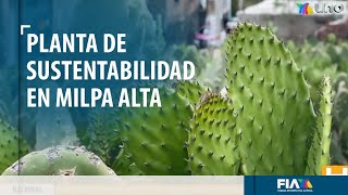 Convierten las espinas del nopal en energía eléctrica [upl. by Aetnuahs]