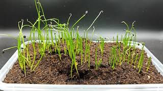 Chives From Seed Germination Time Lapse [upl. by Hindu260]