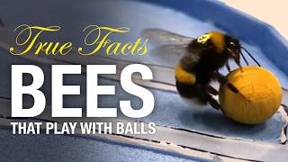 True Facts Bees That Play With Balls And Do Math [upl. by Cawley]