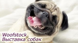 Выставка собак в Торонто  Woofstock 2014 [upl. by Feld]