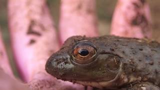 ウシガエルの瞬膜 Bullfrogs Nictitating membrane [upl. by Mcmaster]