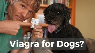 Viagra for Dogs [upl. by Niletak]