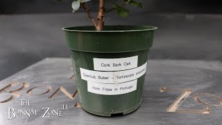 Repotting a Cork Bark Oak Plus Repotting Updates The Bonsai Zone March 2024 [upl. by Anhcar405]