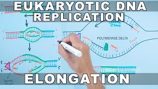 DNA Replication in Eukaryotes  Elongation [upl. by Ireva]