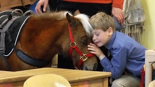 Miniature service horse makes her first visit to Winterberry Charter School [upl. by Strawn902]