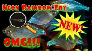 Dwarf Neon Rainbow Fish Fry Praecox Ranbowfish [upl. by Naillik]