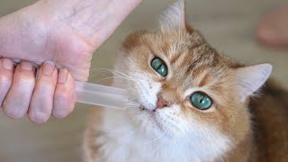 How to give water to a cat who doesnt drink much [upl. by Anaul752]