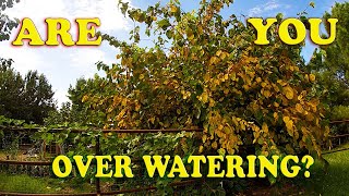 Over Watering Plants  Everything You need to Know [upl. by Luanni]