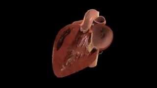 HEART ANIMATION MITRAL VALVE [upl. by Neelac]