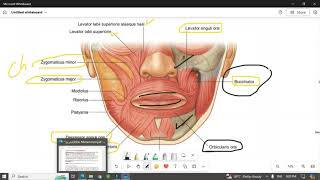 Muscles of the face عضلات الوجه [upl. by Nosmoht]