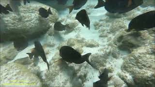 Caribbean Blue Tang Acanthurus coeruleus Aruba by Antonio Silveira [upl. by Einavoj45]