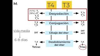 Farmacología Tiroidea Parte 23  Docente Natalia Vicente [upl. by Tera]