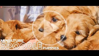 Miniature Spoodle puppies [upl. by Nanine]