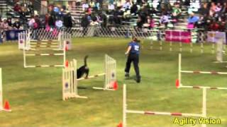 101204Earl Entlebucher Sennenhund Agility [upl. by Elauqsap695]