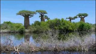 The Baobab Trees Madagascar [upl. by Eckhardt967]