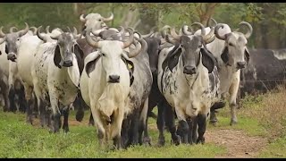 P286 El cebú en México el maíz en Sinaloa y caballos en Tepa [upl. by Llerrod]