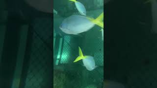 Stingrays Fun Part 3 sydney stingray fish sealife youtubeshorts [upl. by Maiah]