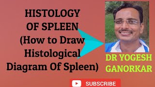 HISTOLOGY OF SPLEEN  HOW TO DRAW HISTOLOGICAL DIAGRAM OF SPLEEN BY DR YOGESH GANORKAR [upl. by Aiykan]