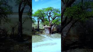 Natures Water Reservoir The Baobab Trees Incredible Drought Survival Mechanism [upl. by Aranat231]