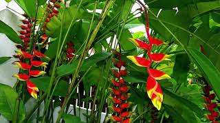 How to Plant Flower Banana or Heliconia Rostrata For Ornamental Plants At Home [upl. by Agem]