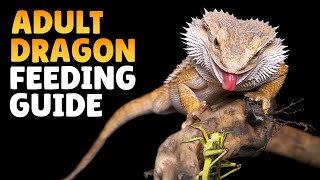 What Can Bearded Dragons Eat  Bearded Dragon Feeding Guide [upl. by Hollister207]