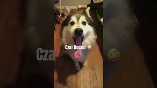 Dog Has Adorable Reaction To Sensory Trigger [upl. by Ronen867]