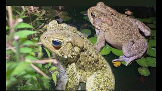 FROG ON MY FACE Maddie Meets the Endangered Frogs  Maddie Moate [upl. by Xanthe]