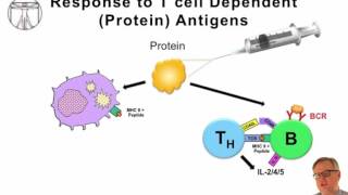 Measles and vaccines Immune response to vaccines [upl. by Frazer]