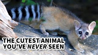 Ringtail Facts the ANIMAL Youll NEVER SEE 🦝 Animal Fact Files [upl. by Meibers]