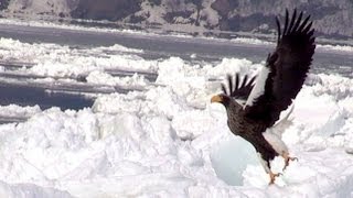 北海道 網走流氷観光砕氷船オーロラ号 流氷帯に突入 20130305 [upl. by Ajat]