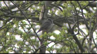 Getting to grips with warblers 2 Blackcap Vs Garden Warbler [upl. by Asined]