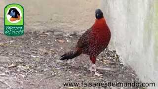 Tragopan Satyr Tragopan satyra [upl. by Goodhen]