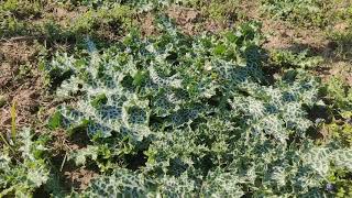 Milk Thistle Cultivation Silybum Marianum [upl. by Iram]