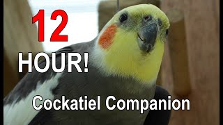 Cockatiel Companion 12 HOURS of BIRD NOISE Play this to your Cockatiel [upl. by Akina]