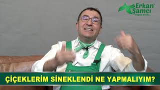 Erkan Şamcı Anlatıyor Çiçeklerim Sinekleniyor Ne Yapmalıyım Çiçek Sinekleri Nasıl Yok Edilir [upl. by Iclehc]