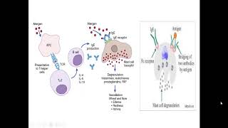 microbiology Lec  hypersensitivity [upl. by Narmis]