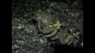 Part 3 Midwife Toad Alytes obstetricans amplexus [upl. by Longmire]