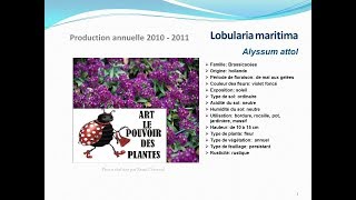 Tuto jardin Lobularia maritima Alyssum attol fiche technique plante annuelle [upl. by Ardnuasac685]